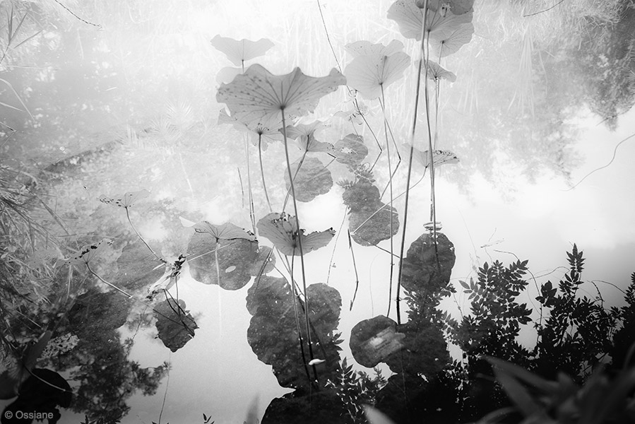 Lotus: photo CLOUDS (Author: Ossiane)