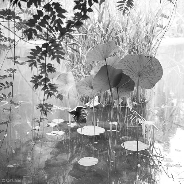 Galerie Lotus : photo LOTUS SACRÉ (Auteur Ossiane)