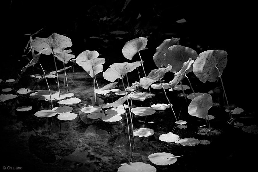 Lotus: photo CONVERSATION (Author: Ossiane)