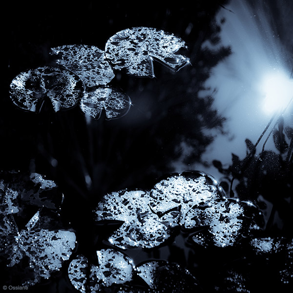 Night Sceneries: photo SWIMMERS (Author: Ossiane)