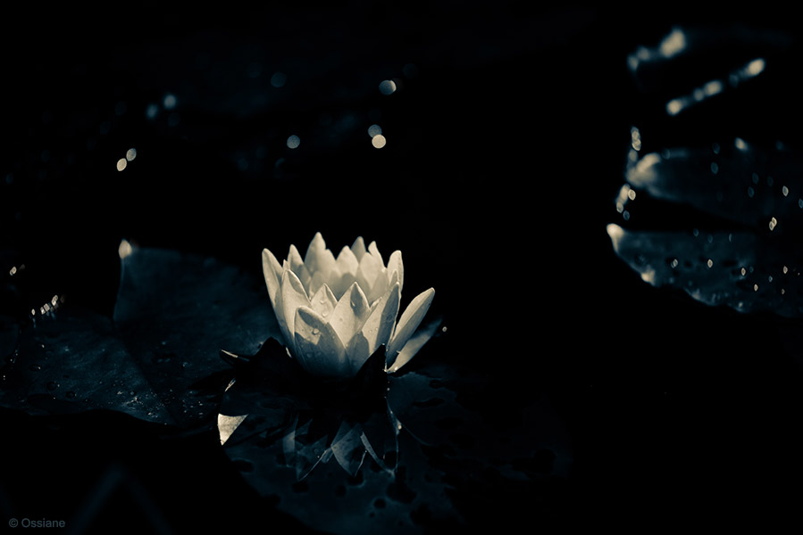 Night Sceneries: photo WATER LILY (Author: Ossiane)