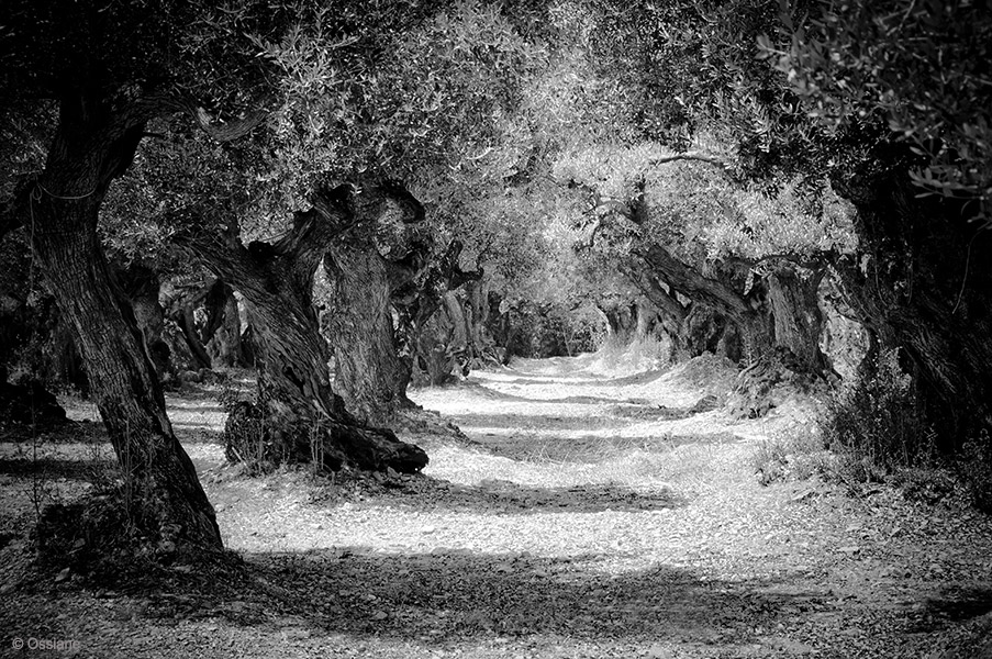 Sacred Woods: photo IMMORTALITY (Author: Ossiane)
