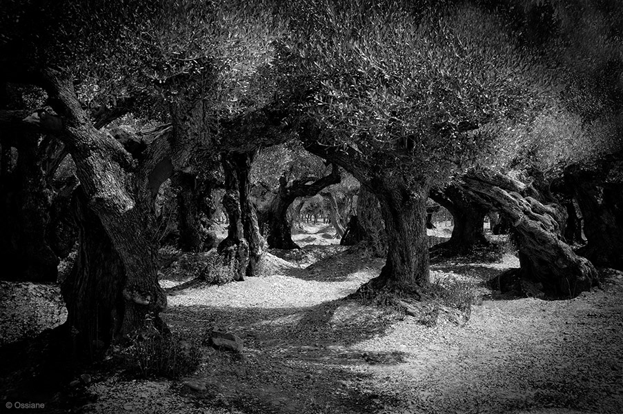 Sacred Woods: photo CONFIDENCE (Author: Ossiane)