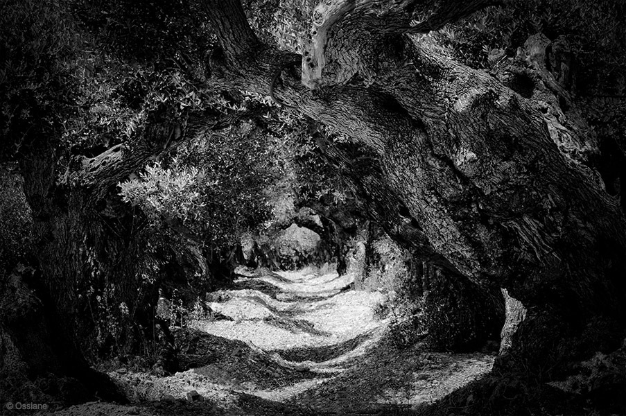 Sacred Woods: photo LABYRINTH (Author: Ossiane)