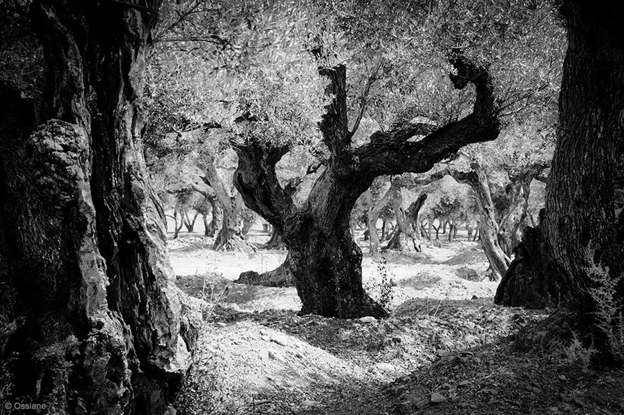 Sacred Woods: photo COLOSSUS (Author: Ossiane)