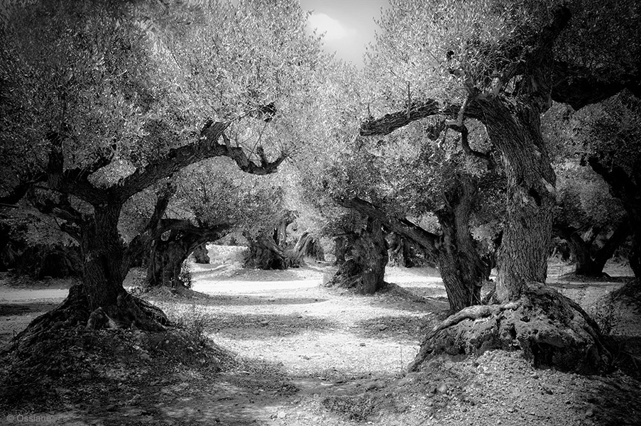Sacred Woods: photo COMPANIONS (Author: Ossiane)