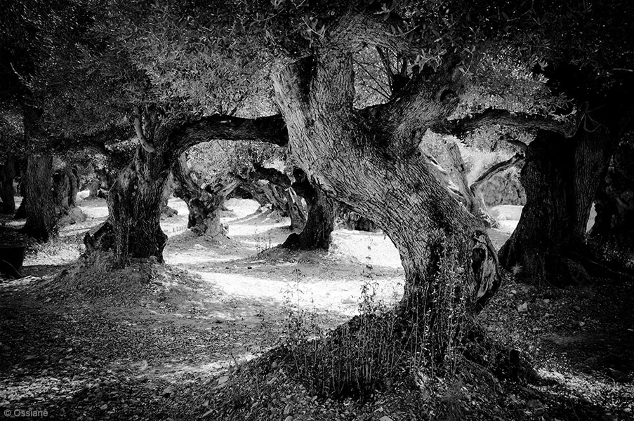 Sacred Woods: photo ROUND DANCE (Author: Ossiane)