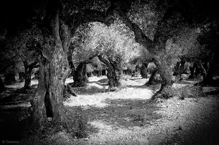 Sacred Woods: photo SPELL (Author: Ossiane)