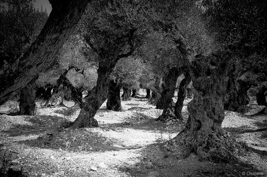 Sacred Woods: photo COMPASSION (Author: Ossiane)