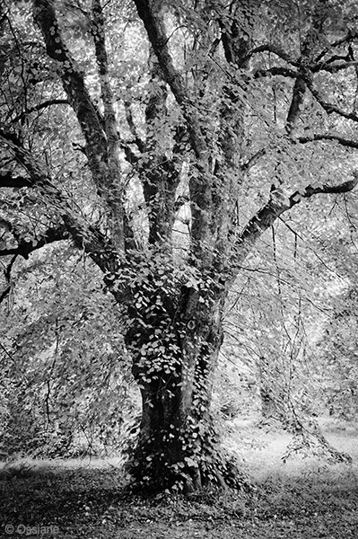 Photo ALLÉGRESSE de la galerie ARBOR ESSENCE (auteur Ossiane)