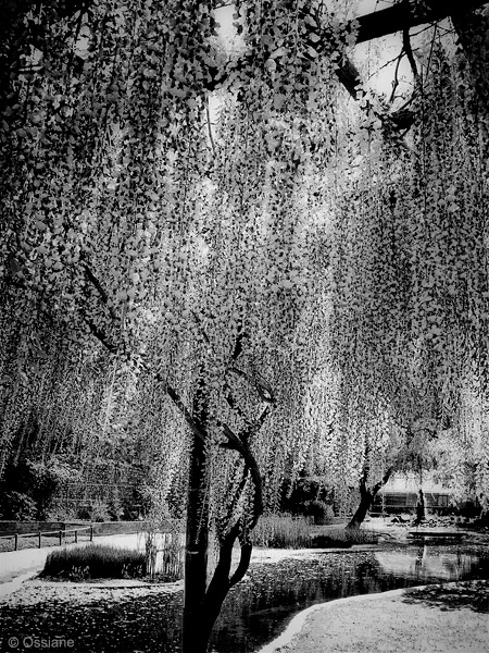 Arbor Essence: photo AFTER RAIN (Author: Ossiane)