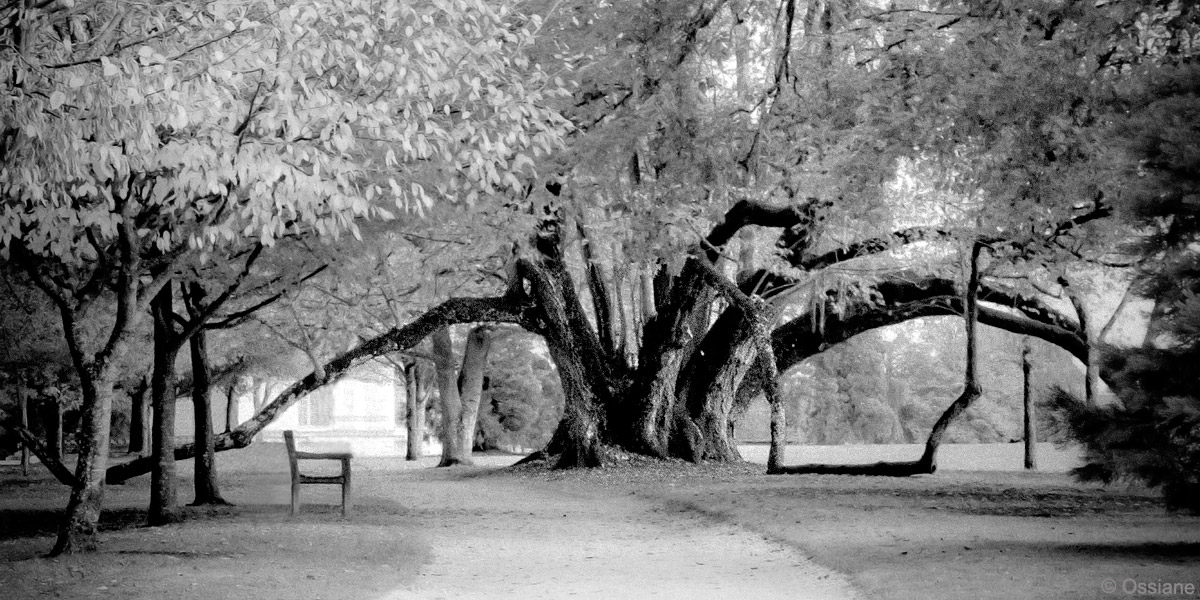 Photo CETTE FOIS de la galerie ARBOR ESSENCE (auteur Ossiane)