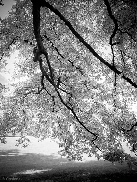 Photo CHALEUR de la galerie ARBOR ESSENCE (auteur Ossiane)