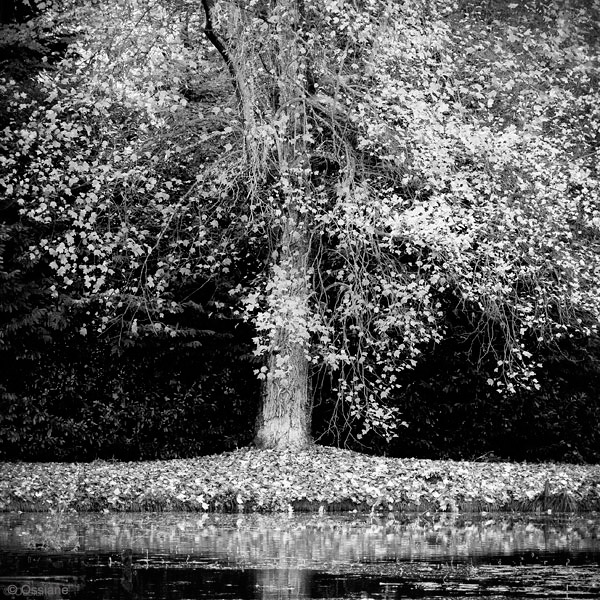 Photo CHUTE de la galerie ARBOR ESSENCE (auteur Ossiane)