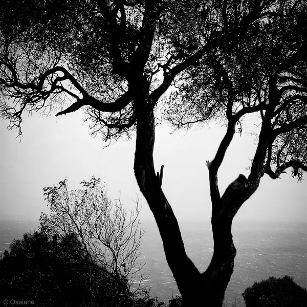 Arbor Essence: photo DANCE (Author: Ossiane)