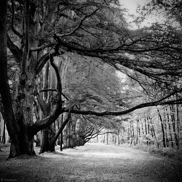 Photo LA PREMIÈRE FOIS de la galerie ARBOR ESSENCE (auteur Ossiane)