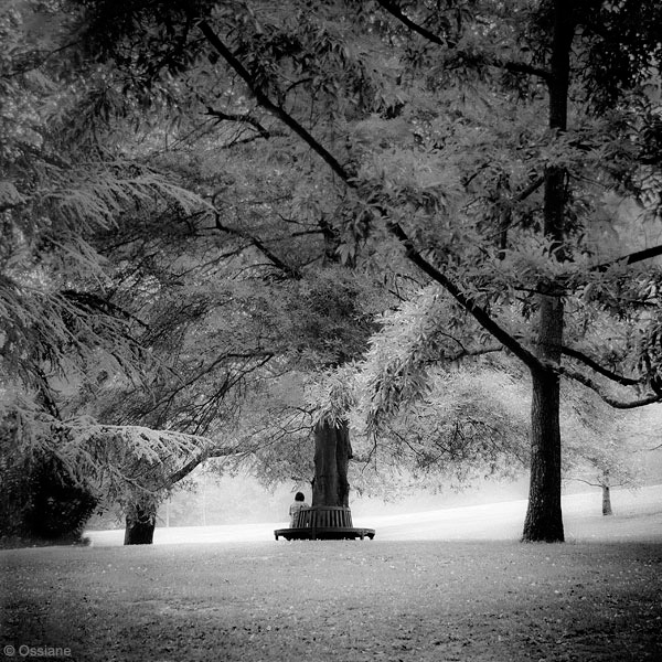 Photo GARDEN from the ARBOR ESSENCE gallery (Ossiane)