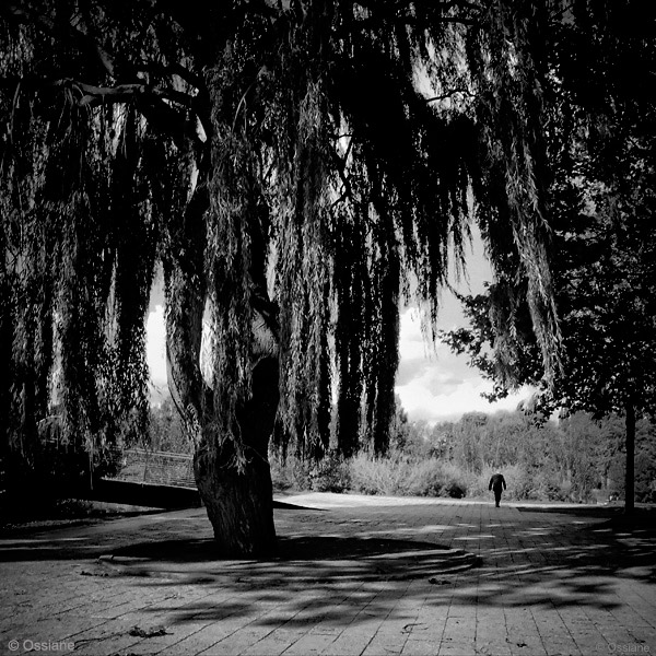 Photo PEINE OMBRE de la galerie ARBOR ESSENCE (auteur Ossiane)