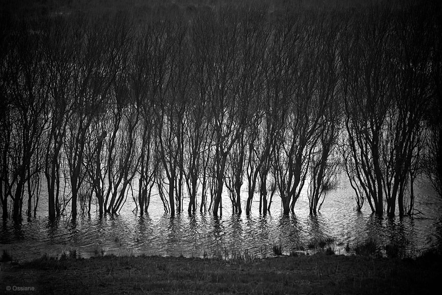 Arbor Essence: photo CURTAIN (Author: Ossiane)