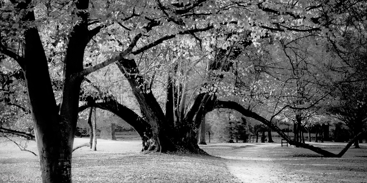 Arbor Essence: photo ANOTHER TIME (Author: Ossiane)