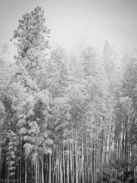 Shade of the Bamboos: photo DOWN (Author: Ossiane)