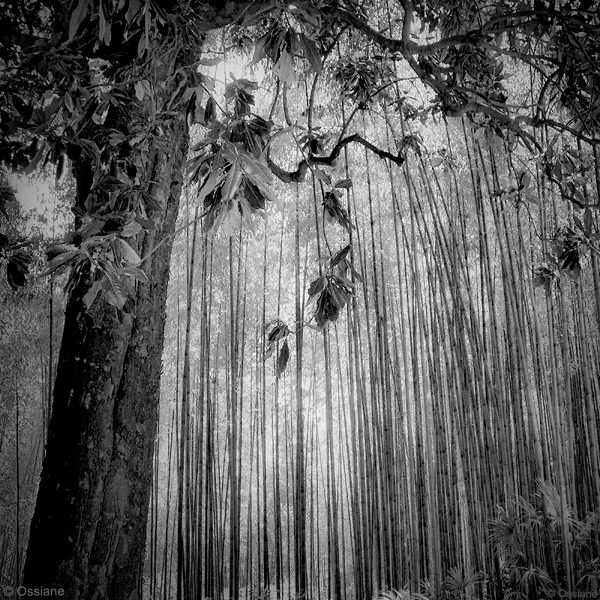 Photo ÉCRAN de la galerie L'OMBRE DES BAMBOUS (auteur Ossiane)