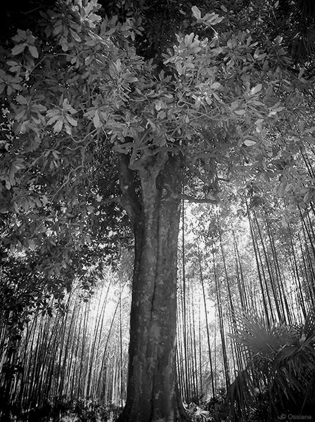 Galerie L'ombre des bambous : photo BAUME (Auteur Ossiane)
