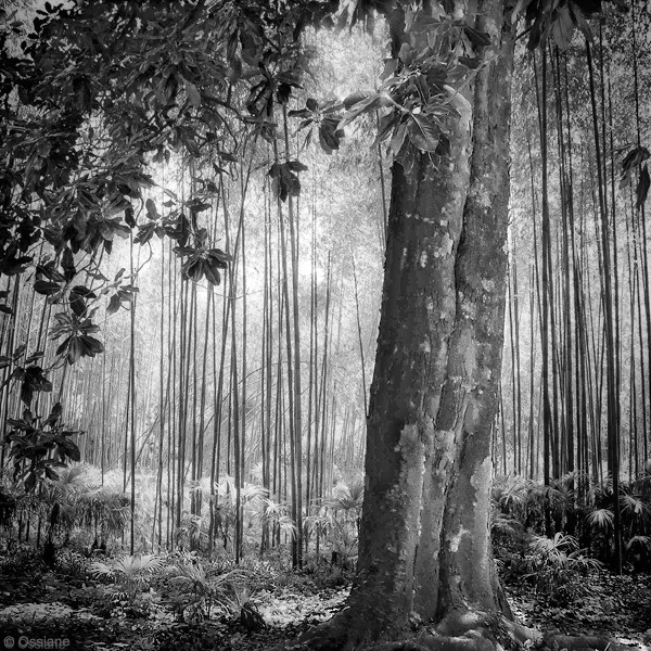 Shade of the Bamboos: photo ESSENCE (Author: Ossiane)