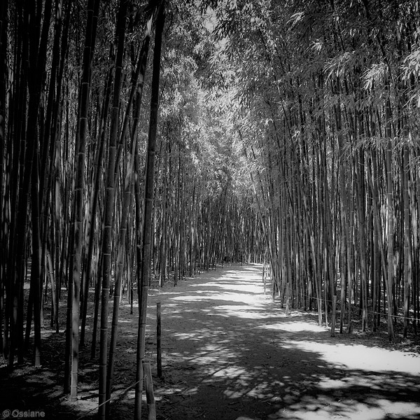 Shade of the Bamboos: photo FOREST (Author: Ossiane)