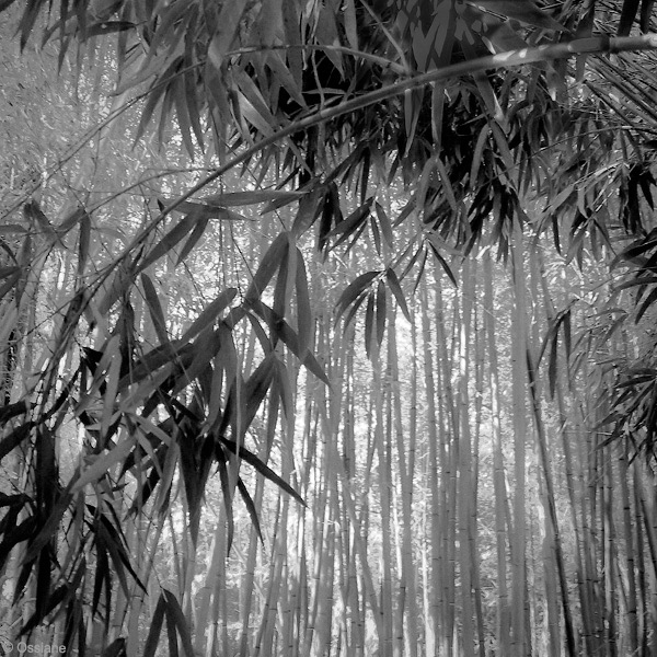 Shade of the Bamboos: photo INTERVAL (Author: Ossiane)