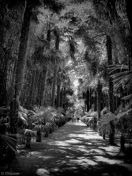 Shade of the Bamboos: photo SACRED (Author: Ossiane)