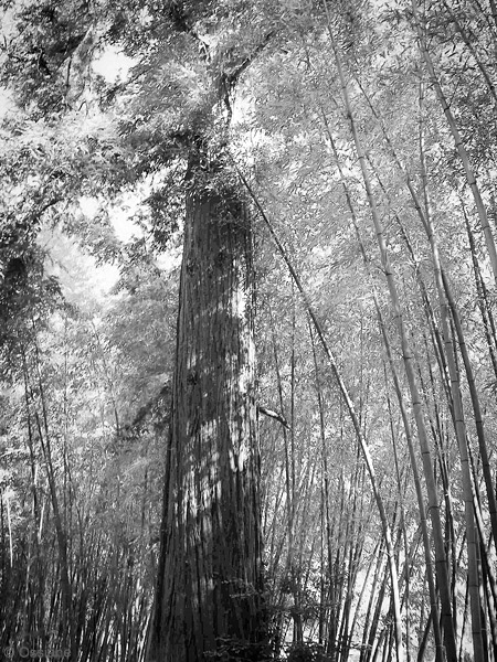 Shade of the Bamboos: photo UNISON (Author: Ossiane)