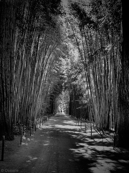 Galerie L'ombre des bambous : photo VOÛTE (Auteur Ossiane)