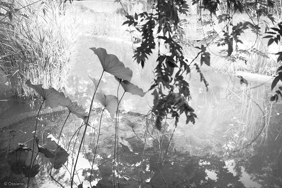 Photo UMBELS from the LOTUS gallery (Ossiane)