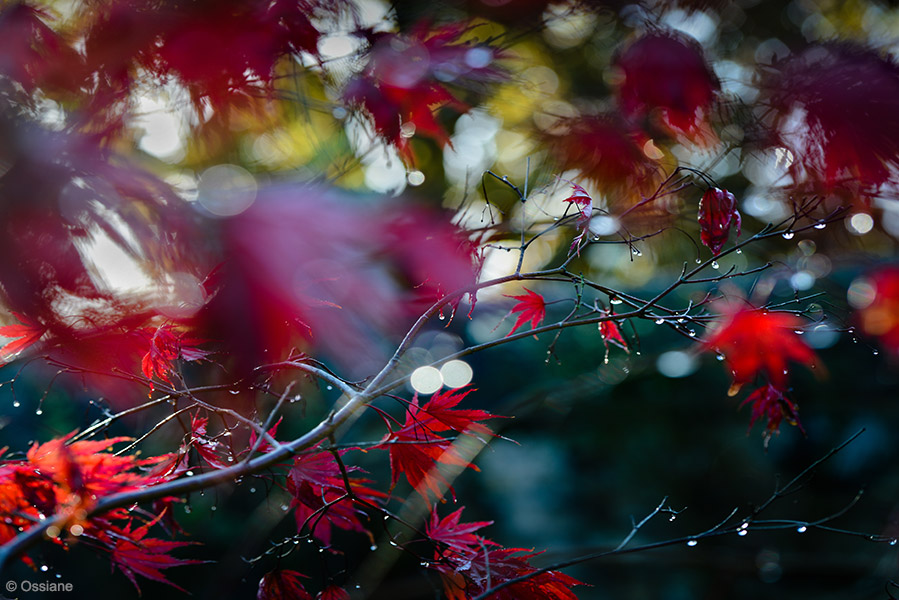 Momiji: photo WILD (Author: Ossiane)