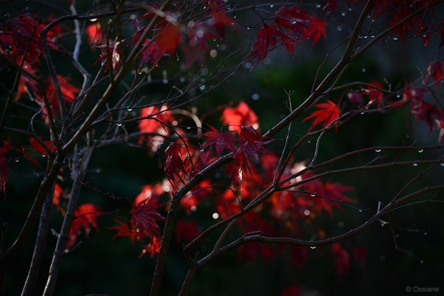 Momiji: photo NIGHT OF LOVE (Author: Ossiane)