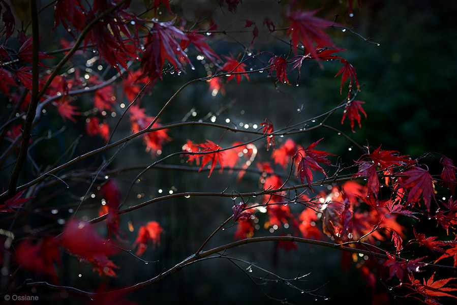 Momiji: photo LUMINESCENCE (Author: Ossiane)