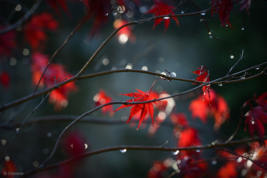 Momiji: photo JEWEL (Author: Ossiane)