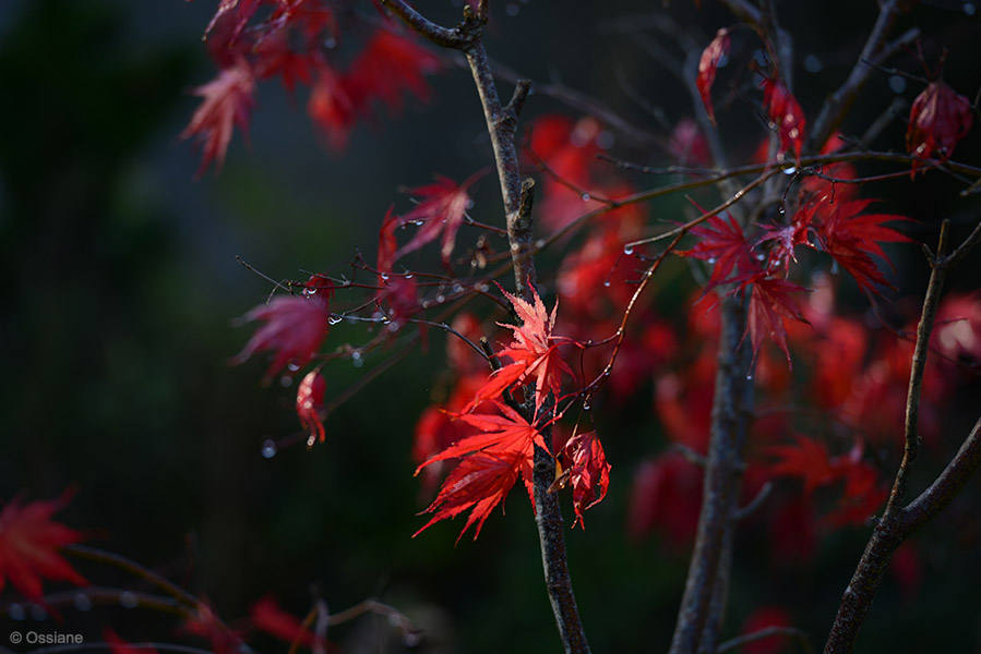 Momiji: photo BLOOD-RED (Author: Ossiane)