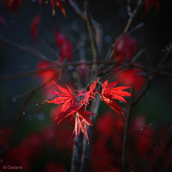 Momiji: photo VERMILION (Author: Ossiane)