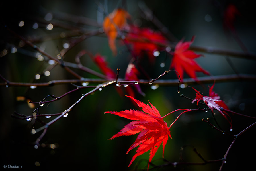 Momiji: photo GLEAMING (Author: Ossiane)