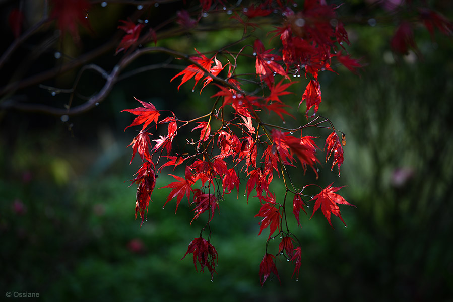 Photo ÉPANCHEMENT de la galerie MOMIJI (auteur Ossiane)