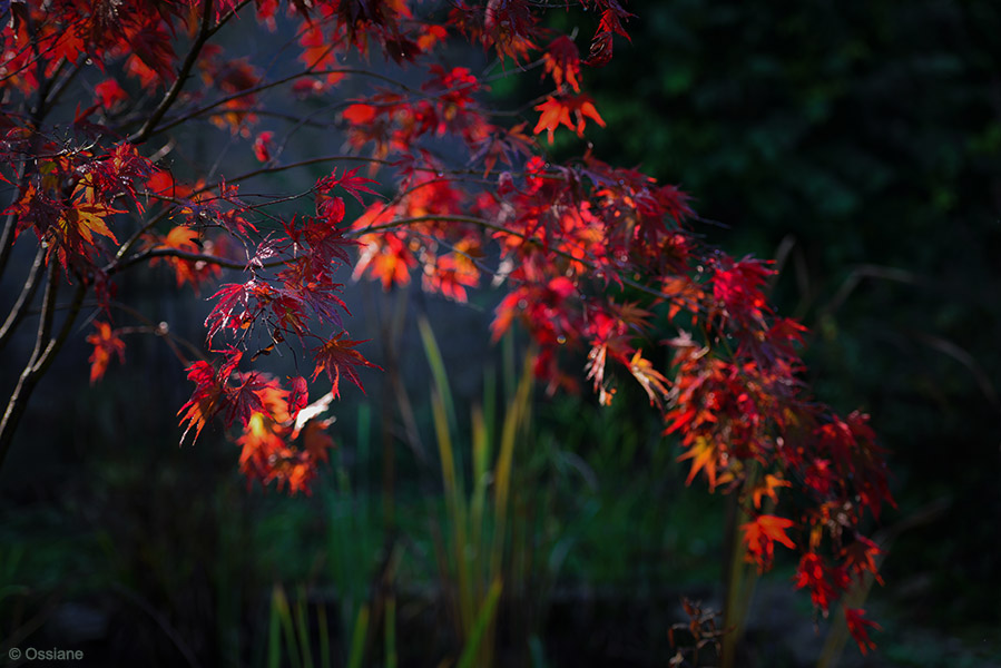 Momiji: photo ABANDON (Author: Ossiane)