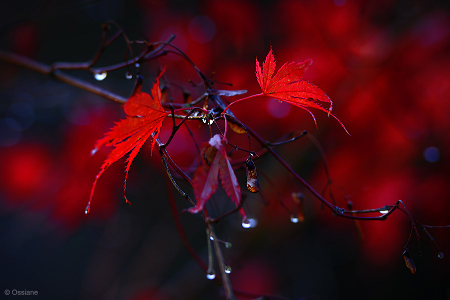 Photo HEART from the MOMIJI gallery (Ossiane)