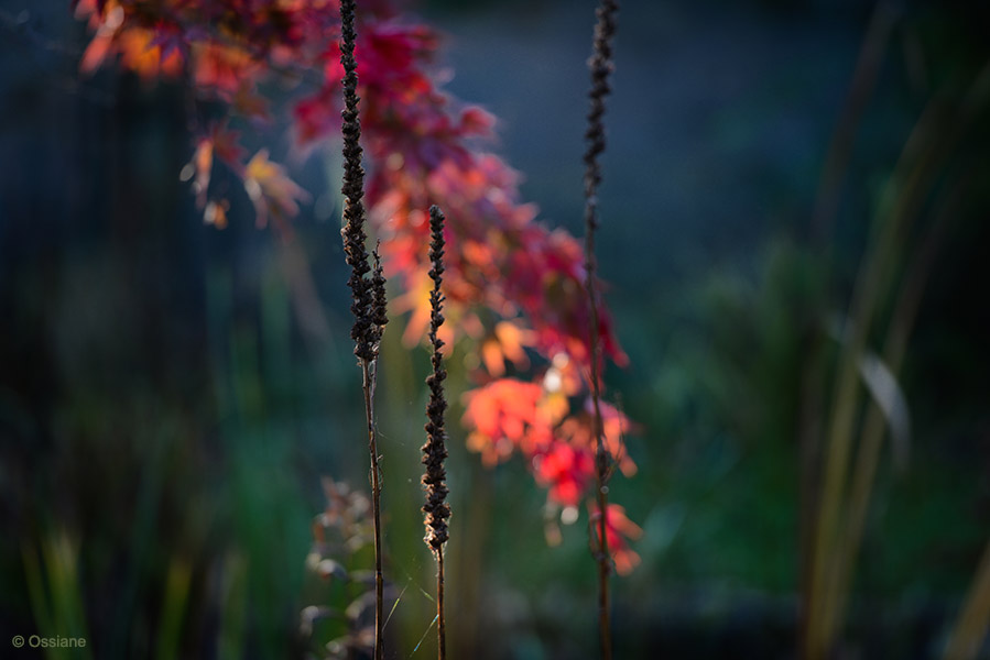 Photo RED SCENT from the MOMIJI gallery (Ossiane)