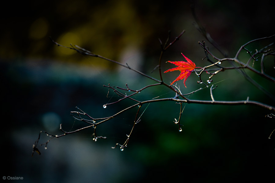 Momiji: photo ALONE (Author: Ossiane)