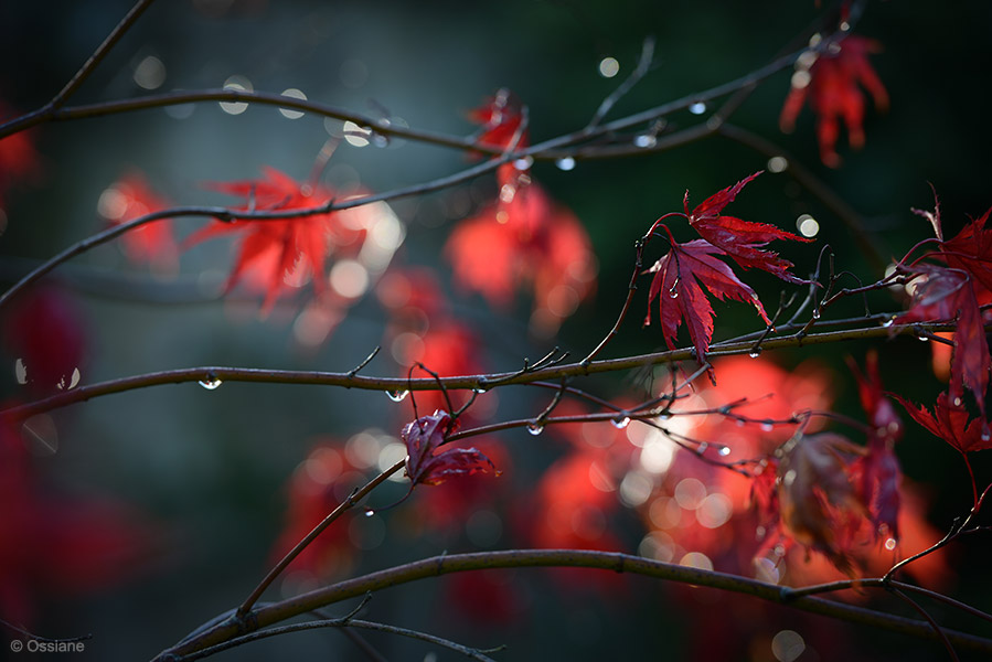 Momiji: photo ARABESQUES (Author: Ossiane)