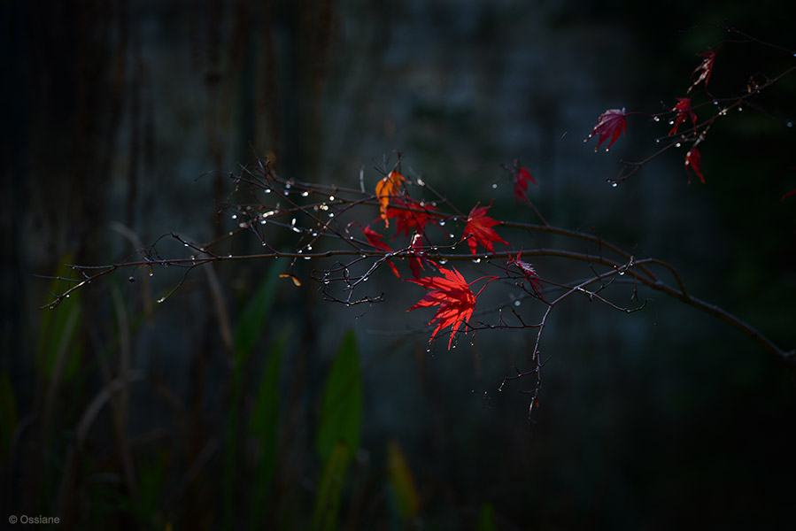 Momiji: photo RED THREAD (Author: Ossiane)