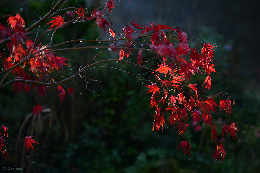 Momiji: photo PASSION (Author: Ossiane)