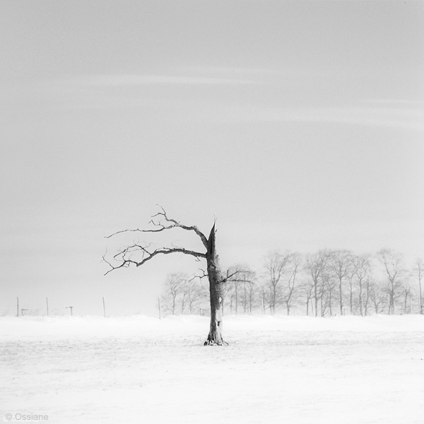 Snow: photo WOUND (Author: Ossiane)